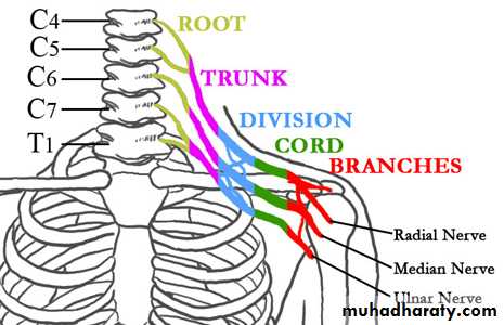 brachial pl