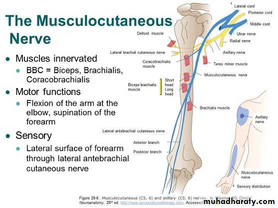 brachial pl