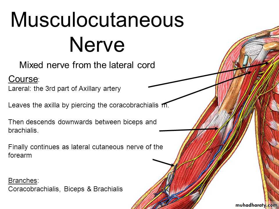 brachial pl