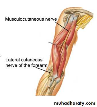 brachial pl