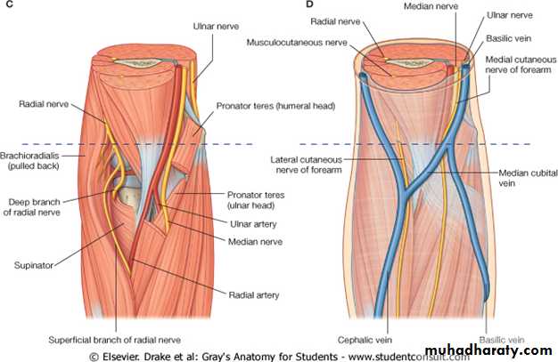 brachial pl