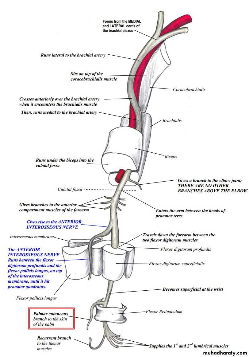 brachial pl