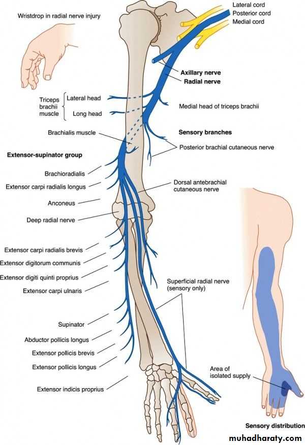 brachial pl