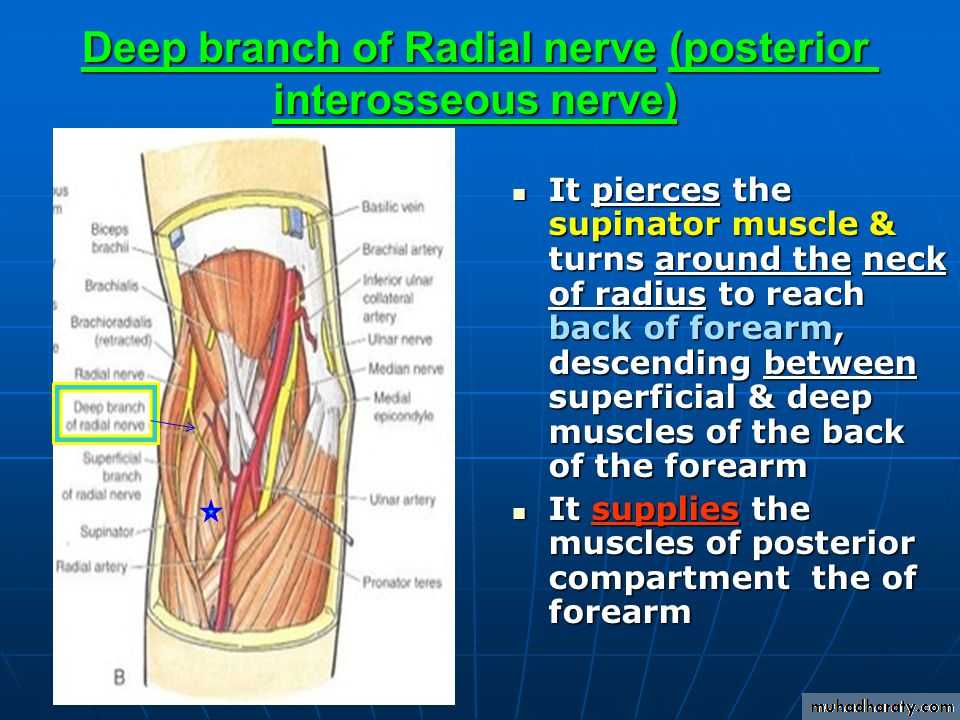 brachial pl