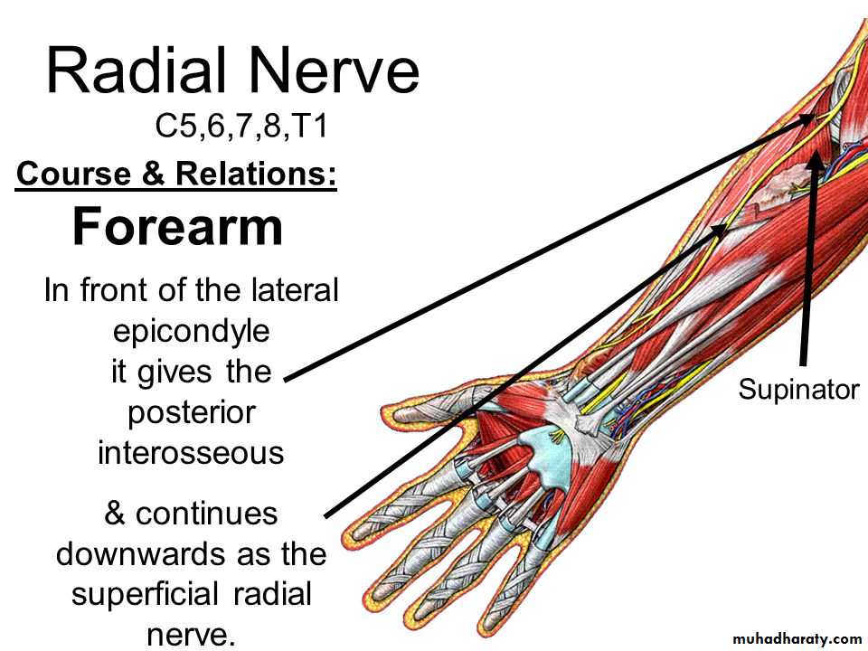 brachial pl