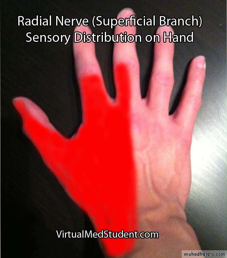 brachial pl