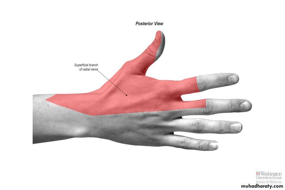 brachial pl