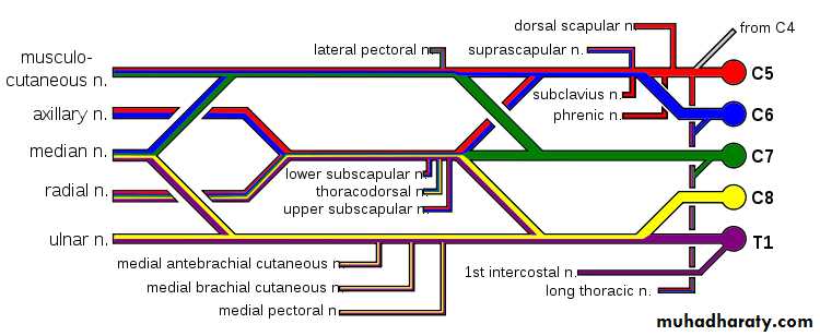 brachial pl