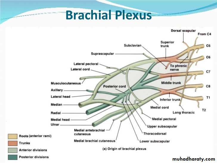 brachial pl