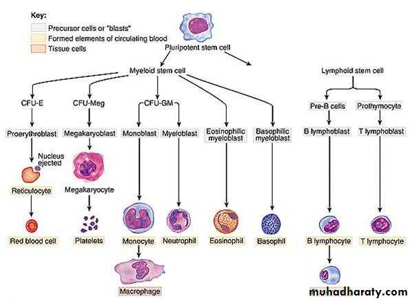 Hematology