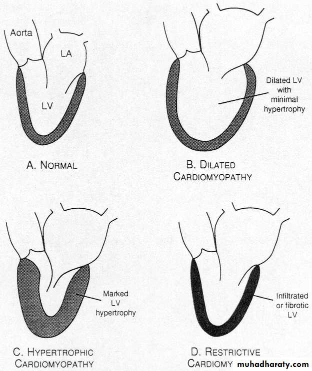 Cardiovascular system CVS