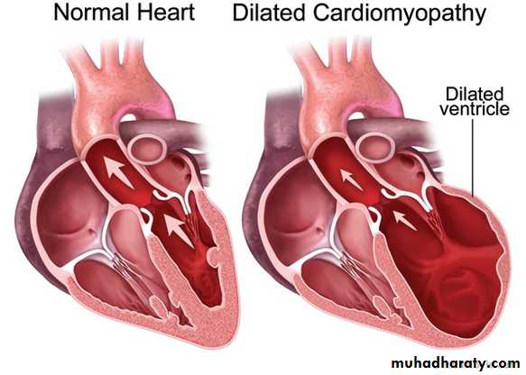 Cardiovascular system CVS