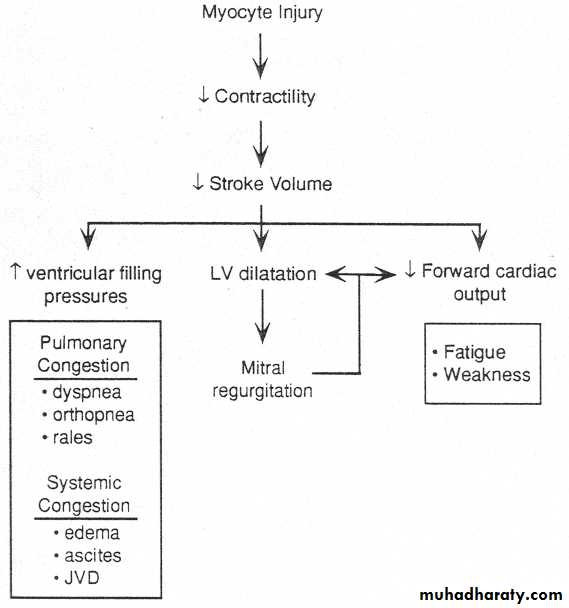 Cardiovascular system CVS