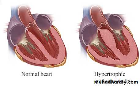 Cardiovascular system CVS