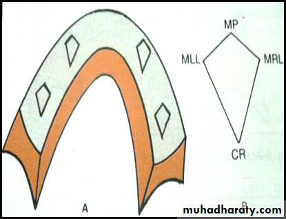 Jaw relationship II