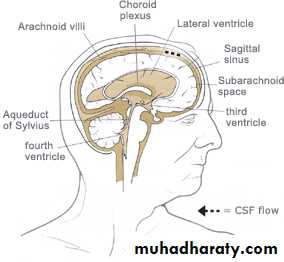 neuro