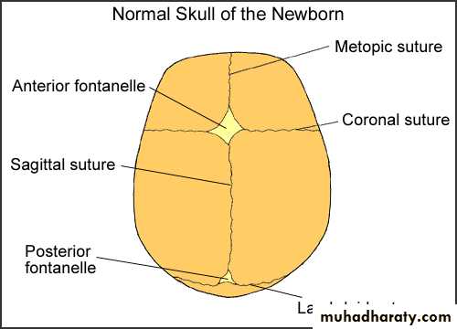 neuro