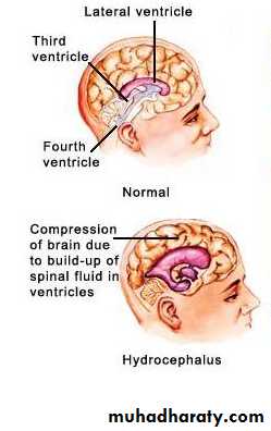 neuro