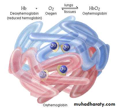 Respiratory system