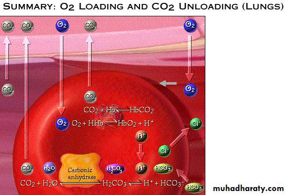 Respiratory system