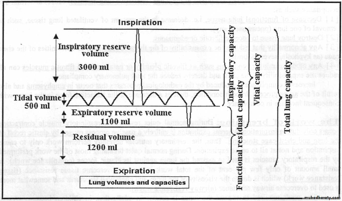 Respiratory system