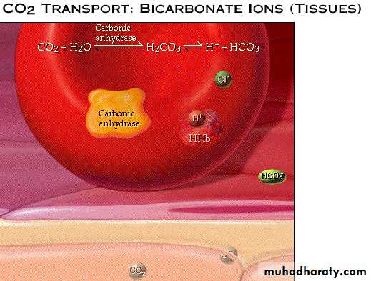 Respiratory system