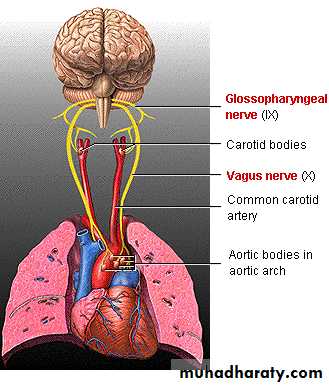 Respiratory system