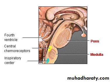 Respiratory system