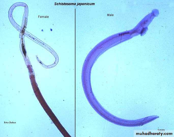 Trematodes The Platyhelminthes (Flatworms)