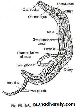 Trematodes The Platyhelminthes (Flatworms)
