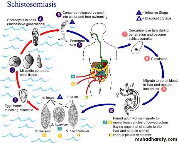Trematodes The Platyhelminthes (Flatworms)
