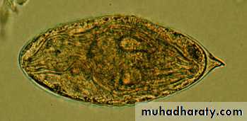 Trematodes The Platyhelminthes (Flatworms)