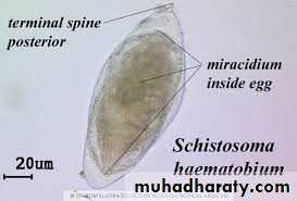 Trematodes The Platyhelminthes (Flatworms)