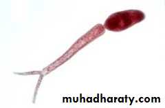 Trematodes The Platyhelminthes (Flatworms)