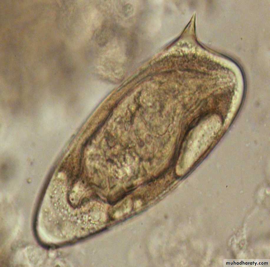 Trematodes The Platyhelminthes (Flatworms)