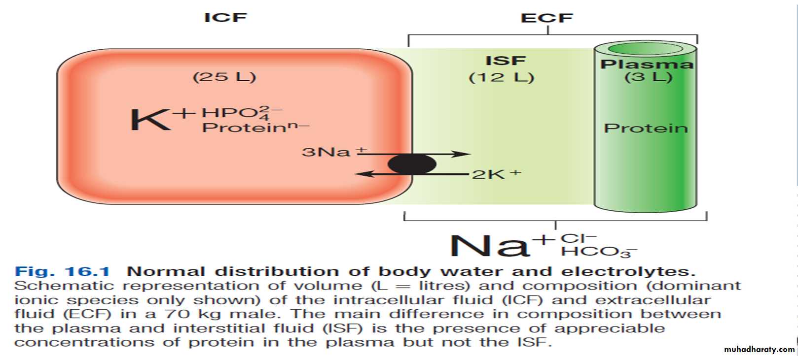 DISORDERS OF electrolytes imbalance