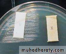 Fastidious Gram Negative Coccobacilli