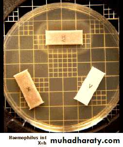 Fastidious Gram Negative Coccobacilli