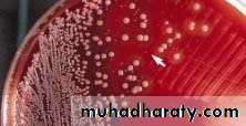 Fastidious Gram Negative Coccobacilli