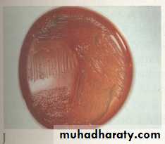 Fastidious Gram Negative Coccobacilli