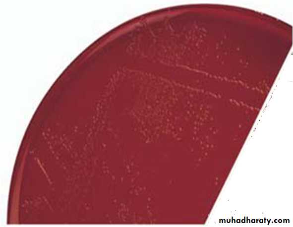 Fastidious Gram Negative Coccobacilli