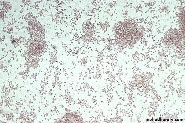 Fastidious Gram Negative Coccobacilli