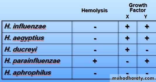 Fastidious Gram Negative Coccobacilli