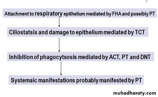 Fastidious Gram Negative Coccobacilli