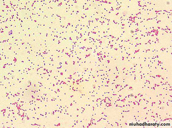 Fastidious Gram Negative Coccobacilli