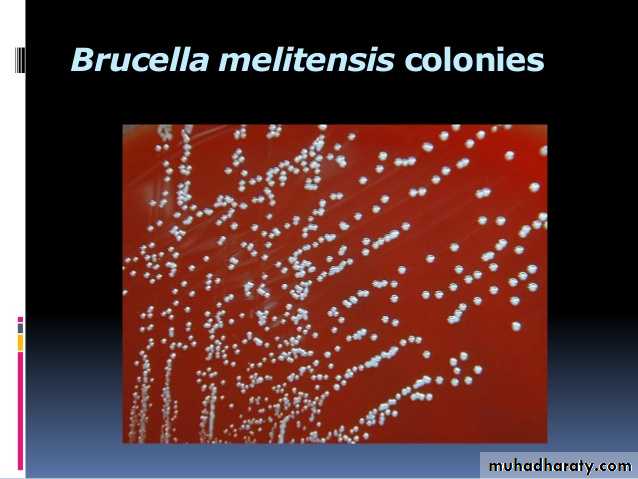 Fastidious Gram Negative Coccobacilli