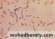 Fastidious Gram Negative Coccobacilli