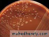 Fastidious Gram Negative Coccobacilli