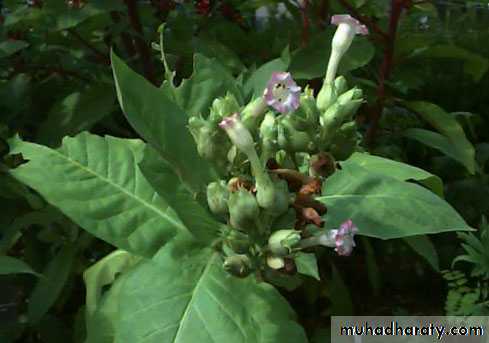 Nicotine and tobacco toxicity