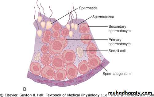 Male reproductive system